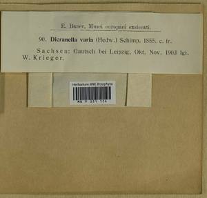 Dicranella varia (Hedw.) Schimp., Bryophytes, Bryophytes - Western Europe (BEu) (Germany)