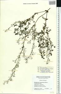 Galium mollugo L., Eastern Europe, Belarus (E3a) (Belarus)