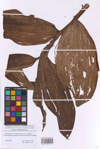 Veratrum lobelianum Bernh., Eastern Europe, Moscow region (E4a) (Russia)