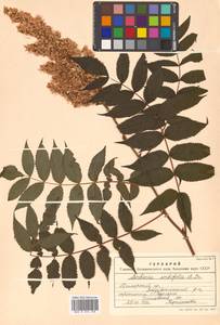 Sorbaria sorbifolia (L.) A. Braun, Siberia, Russian Far East (S6) (Russia)