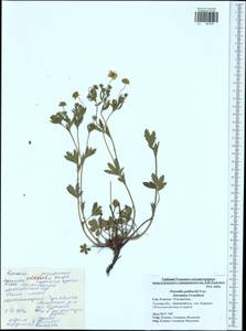Potentilla thuringiaca Bernh. ex Link, Eastern Europe, Central region (E4) (Russia)