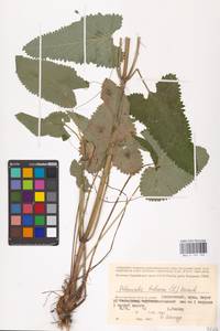 MHA 0 154 193, Phlomoides tuberosa (L.) Moench, Eastern Europe, Lower Volga region (E9) (Russia)