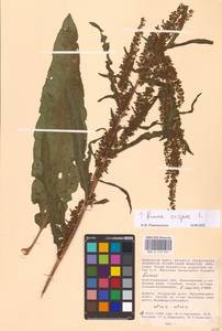 Rumex crispus L., Eastern Europe, Lower Volga region (E9) (Russia)