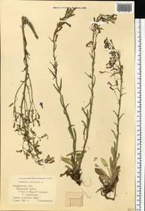 Campanula sibirica L., Eastern Europe, Eastern region (E10) (Russia)