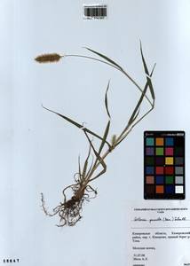 Setaria pumila (Poir.) Roem. & Schult., Siberia, Altai & Sayany Mountains (S2) (Russia)