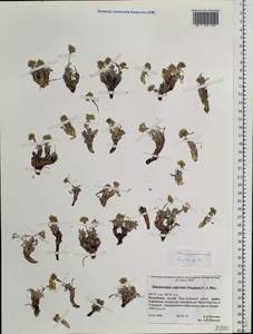 Smelowskia calycina (Stephan) C.A. Mey., Siberia, Altai & Sayany Mountains (S2) (Russia)