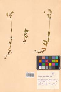 Silene vulgaris (Moench) Garcke, Siberia, Russian Far East (S6) (Russia)