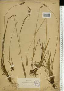 Phleum pratense L., Eastern Europe, North-Western region (E2) (Russia)