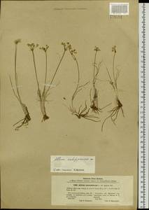 Allium vodopjanovae N.Friesen, Siberia, Altai & Sayany Mountains (S2) (Russia)