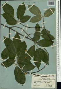 Euonymus latifolius (L.) Mill., Crimea (KRYM) (Russia)