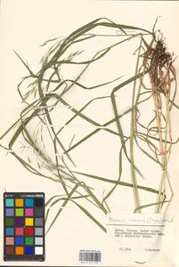 Bromus inermis Leyss., Eastern Europe, Lithuania (E2a) (Lithuania)