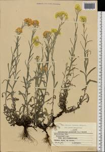 Helichrysum arenarium (L.) Moench, Eastern Europe, Moscow region (E4a) (Russia)