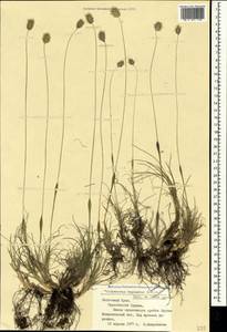 Alopecurus vaginatus (Willd.) Kunth, Crimea (KRYM) (Russia)
