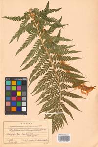 Polystichum microchlamys (Christ) Matsum., Siberia, Russian Far East (S6) (Russia)