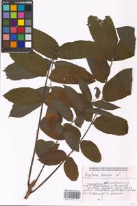 Juglans cinerea L., Eastern Europe, Moscow region (E4a) (Russia)