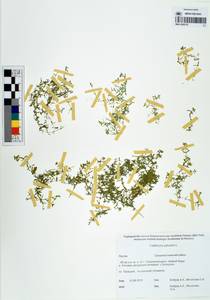 Callitriche palustris L., Siberia, Yakutia (S5) (Russia)