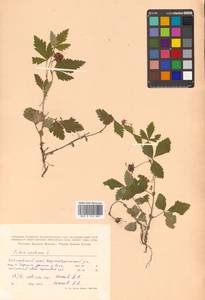 Rubus arcticus L., Siberia, Russian Far East (S6) (Russia)