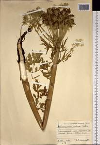 Pleurospermum uralense Hoffm., Siberia, Altai & Sayany Mountains (S2) (Russia)