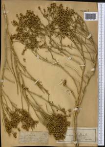 Anabasis aphylla L., Middle Asia, Muyunkumy, Balkhash & Betpak-Dala (M9) (Kazakhstan)