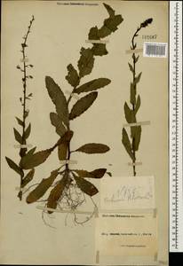 Verbascum blattaria L., Caucasus, Black Sea Shore (from Novorossiysk to Adler) (K3) (Russia)