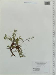 Crepidiastrum tenuifolium (Willd.) Sennikov, Siberia, Baikal & Transbaikal region (S4) (Russia)