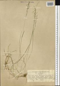 Poa pratensis L., Siberia, Western Siberia (S1) (Russia)