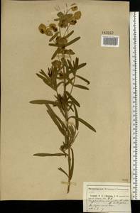 Euphorbia virgata Waldst. & Kit., Eastern Europe, Central region (E4) (Russia)