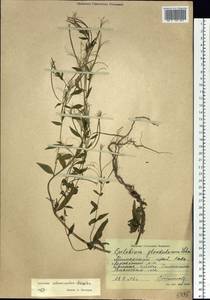 Epilobium ciliatum subsp. ciliatum, Siberia, Russian Far East (S6) (Russia)