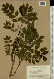 Fraxinus excelsior L., Eastern Europe, Central region (E4) (Russia)