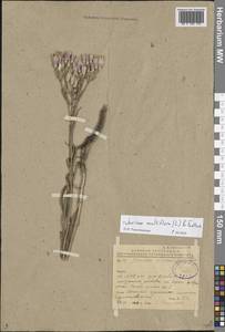 Jurinea multiflora (L.) B. Fedtsch., Eastern Europe, Rostov Oblast (E12a) (Russia)