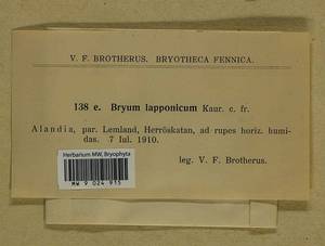 Ptychostomum salinum (I. Hagen ex Limpr.) J.R. Spence, Bryophytes, Bryophytes - Western Europe (BEu) (Finland)