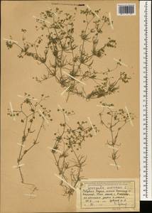 Spergula arvensis L., South Asia, South Asia (Asia outside ex-Soviet states and Mongolia) (ASIA) (India)