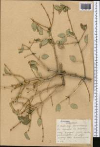 Lonicera, Middle Asia, Western Tian Shan & Karatau (M3) (Kazakhstan)