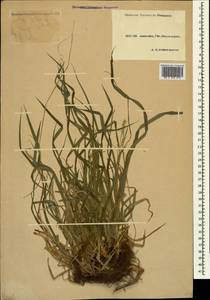 Carex sylvatica Huds., Caucasus, Krasnodar Krai & Adygea (K1a) (Russia)