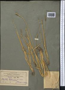 Aegilops crassa Boiss. ex Hohen., Middle Asia, Pamir & Pamiro-Alai (M2)