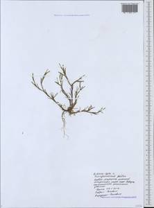 Dianthus nudiflorus Griff., Caucasus, Black Sea Shore (from Novorossiysk to Adler) (K3) (Russia)