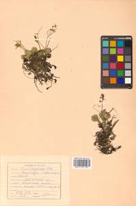 Micranthes davurica (Willd.) Small, Siberia, Russian Far East (S6) (Russia)