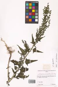 Atriplex sagittata Borkh., Siberia, Russian Far East (S6) (Russia)