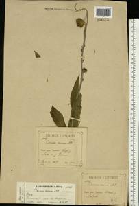 Cirsium canum (L.) All., Eastern Europe, Central forest-and-steppe region (E6) (Russia)