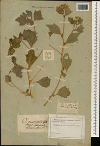 Atriplex sibirica L., South Asia, South Asia (Asia outside ex-Soviet states and Mongolia) (ASIA) (Not classified)