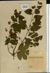 Humulus lupulus L., Eastern Europe, North-Western region (E2) (Russia)