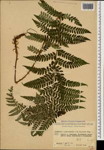 Polystichum setiferum (Forssk.) Moore ex Woyn., Caucasus, Georgia (K4) (Georgia)