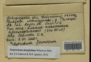 Polytrichum densifolium Wilson ex Mitt., Bryophytes, Bryophytes - Novgorod & Pskov Oblasts (B5) (Russia)