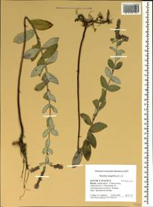 Mentha longifolia (L.) L., Crimea (KRYM) (Russia)