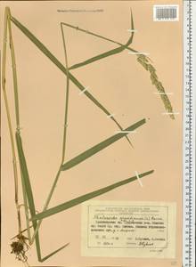 Phalaris arundinacea L., Siberia, Central Siberia (S3) (Russia)