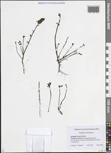 Portulaca oleracea L., Eastern Europe, North-Western region (E2) (Russia)