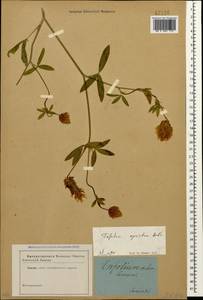 Trifolium apertum Bobrov, Caucasus (no precise locality) (K0)