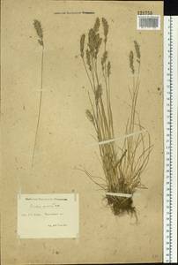 Koeleria spicata (L.) Barberá, Quintanar, Soreng & P.M.Peterson, Siberia, Western Siberia (S1) (Russia)