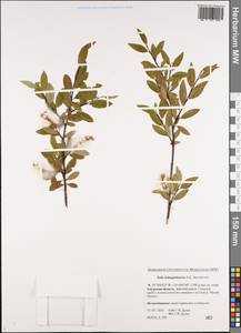 Salix dshugdshurica A. Skvortr., Siberia, Russian Far East (S6) (Russia)