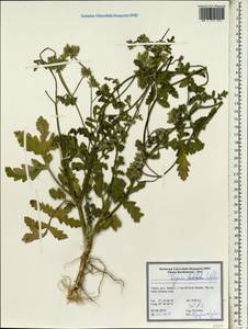 Turgenia latifolia (L.) Hoffm., South Asia, South Asia (Asia outside ex-Soviet states and Mongolia) (ASIA) (Turkey)